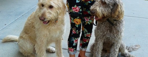 Dogs