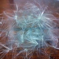 Cottonwood 1