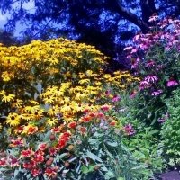 Summer Flowers1.8 09