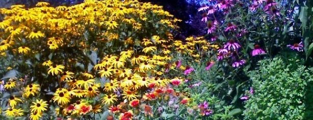 Summer Flowers1.8 09