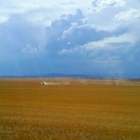 Wheat2