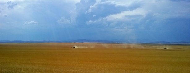Wheat2