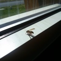 Wasp 1