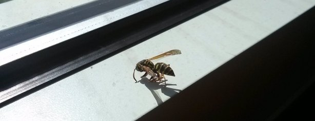 Wasp 1