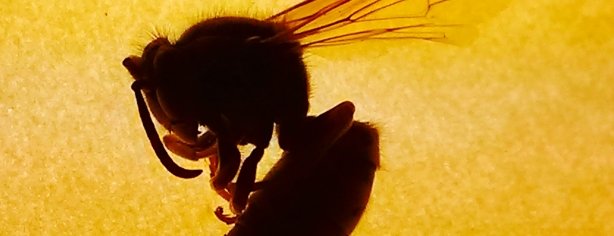 Hornet Silohete