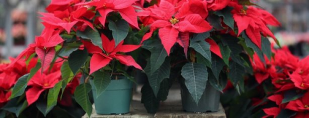 Pointsettia 1 1