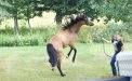 Young Horse