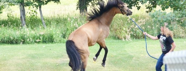 Young Horse