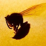 hornet silohete
